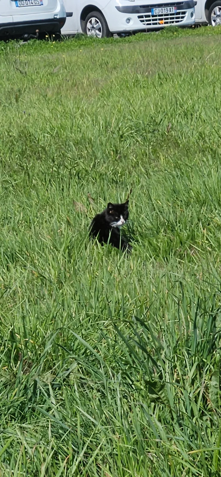 Chat anonyme